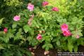 Gallic rose